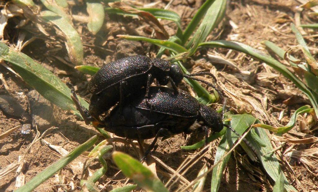 Dal PN del Pollino: Galeruca sp. (Chrysomelidae)